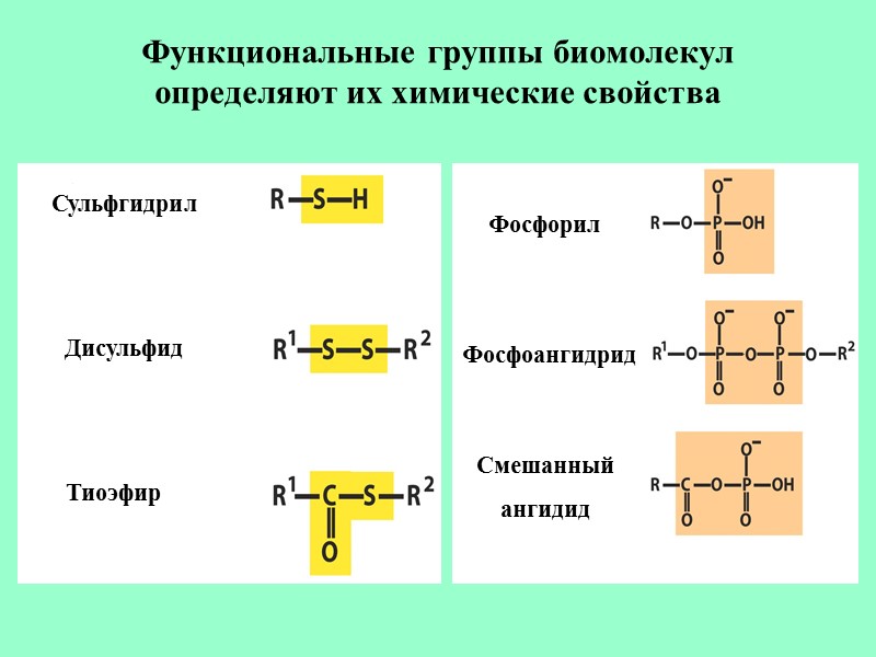 Функциональные группы биомолекул определяют их химические свойства Сульфгидрил Дисульфид Тиоэфир Фосфорил Фосфоангидрид Смешанный ангидид